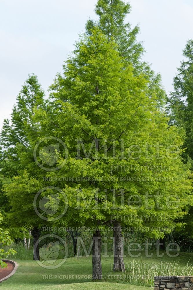 Taxodium distichum (Bald Cypress conifer) 24