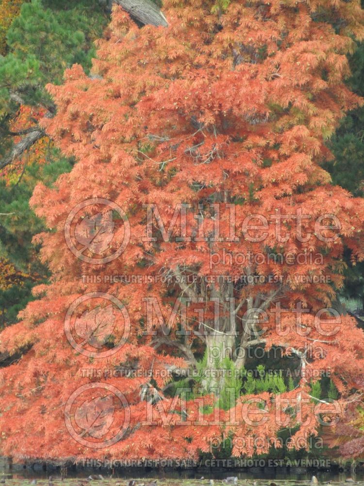 Taxodium distichum (Bald Cypress conifer) 16