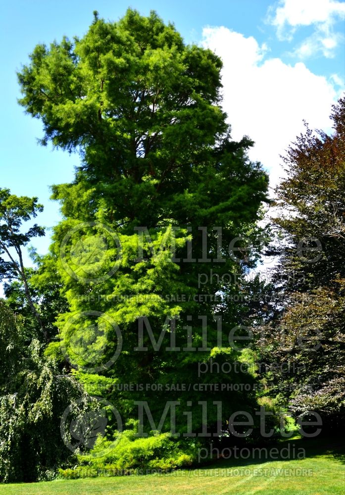 Taxodium distichum (Bald Cypress conifer) 7