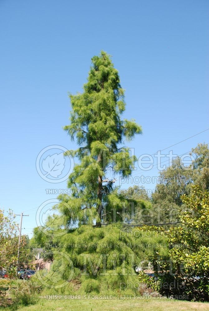 Taxodium ascendens (Pond Cypress conifer) 1