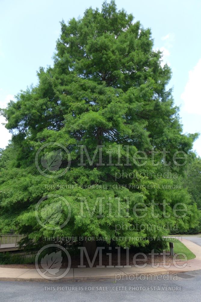 Taxodium distichum (Bald Cypress conifer) 28