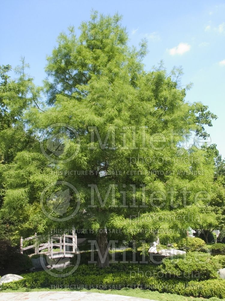 Taxodium distichum (Bald Cypress conifer) 26
