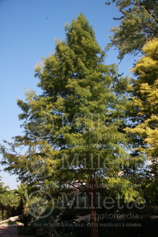 Taxodium distichum (Bald Cypress conifer) 2