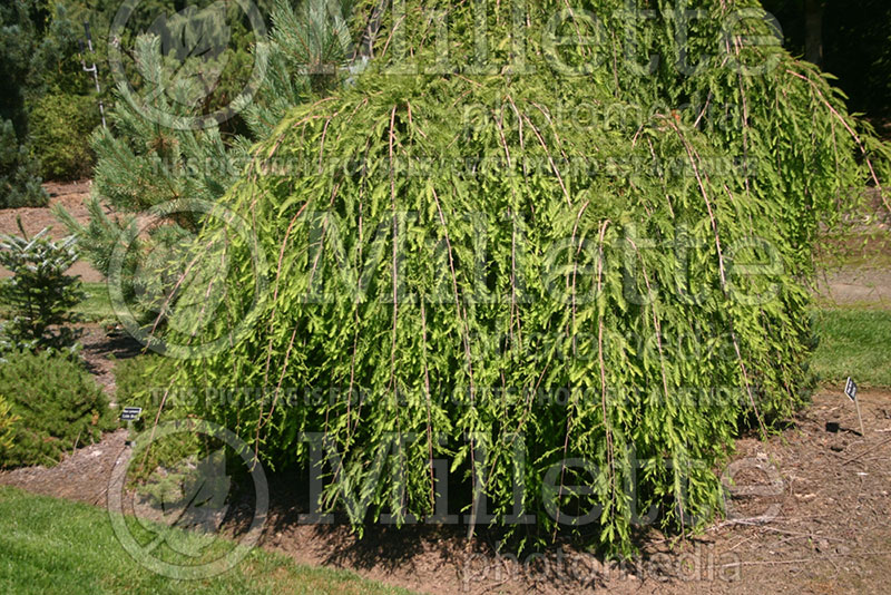 Taxodium Cascade Falls (Bald Cypress conifer) 1