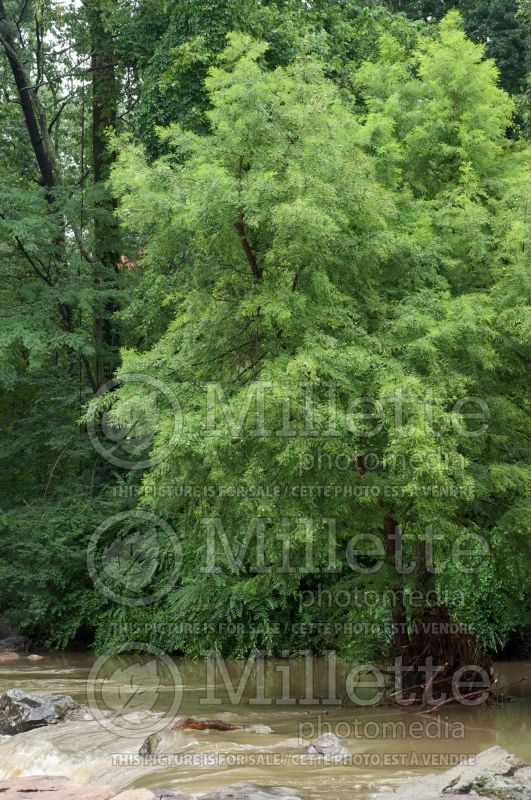 Taxodium distichum (Bald Cypress conifer) 3