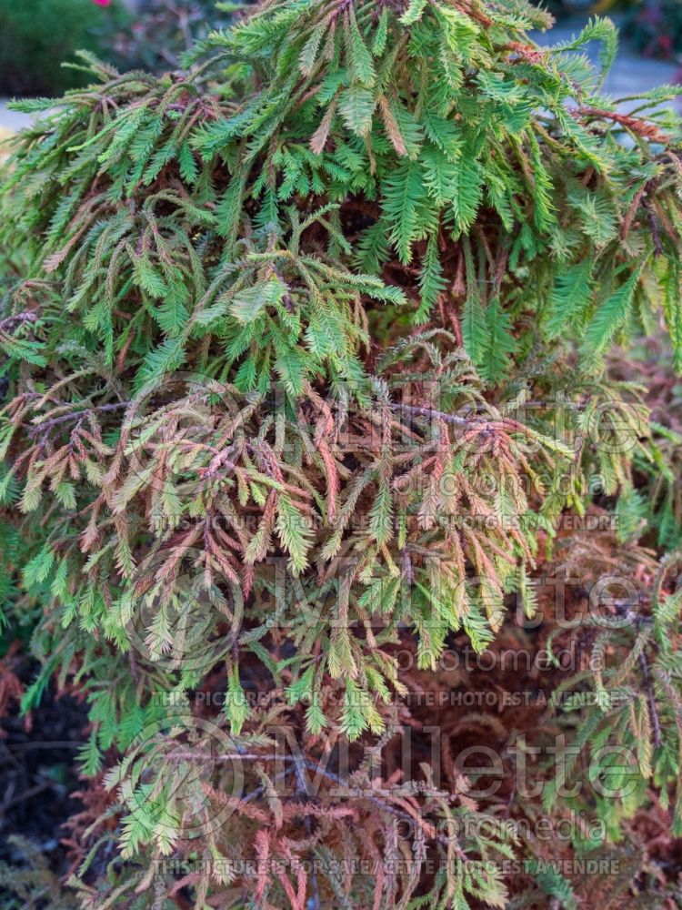 Taxodium Gee Wizz (Bald Cypress conifer) 3