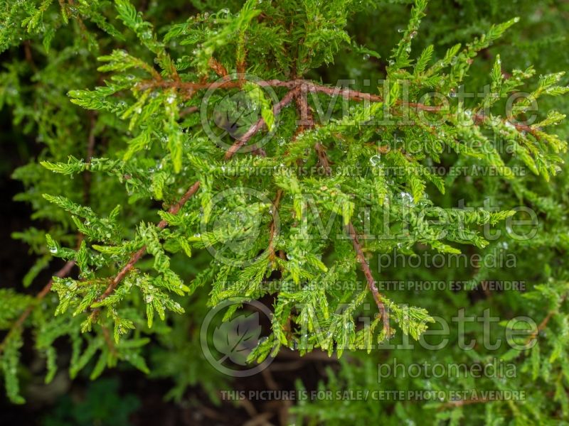 Taxodium Gee Wizz (Bald Cypress conifer) 2