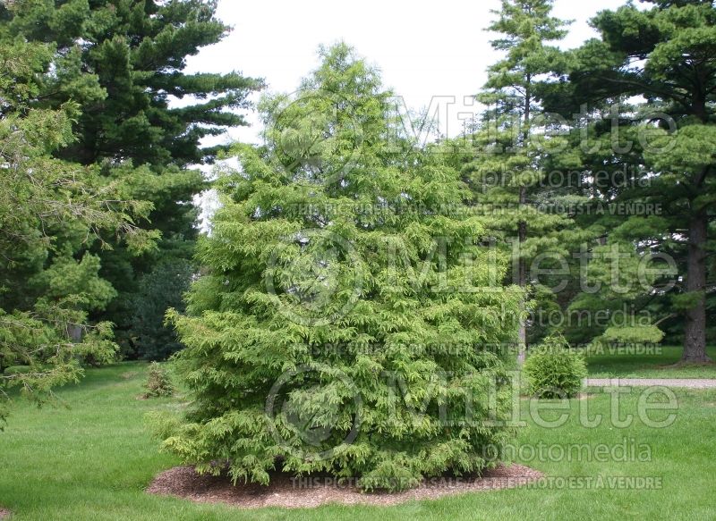 Taxodium distichum (Bald Cypress conifer) 4