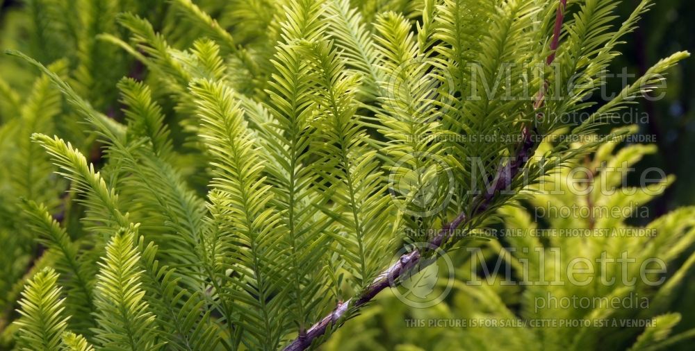 Taxodium Lindsey's Skyward (Bald Cypress conifer) 2