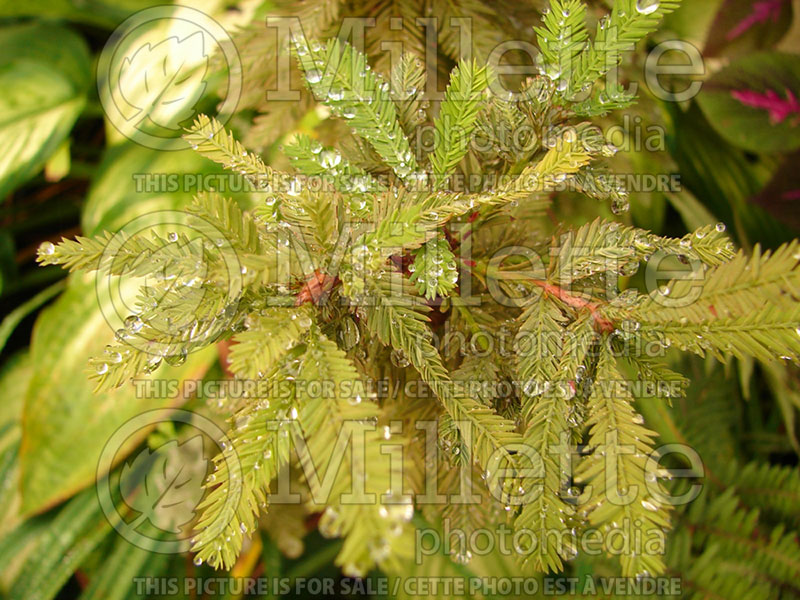 Taxodium Peve Minaret (Bald Cypress conifer) 3