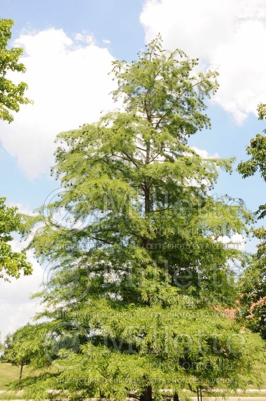 Taxodium distichum (Bald Cypress conifer) 5