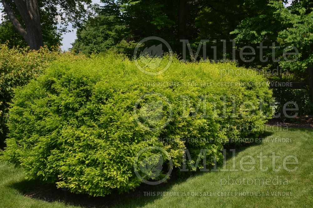 Taxodium Shawnee Brave aka Mickelson (Bald Cypress conifer)  1