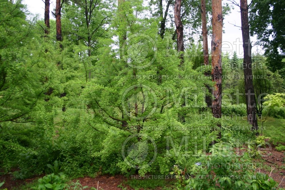 Taxodium Shawnee Brave aka Mickelson (Bald Cypress conifer) 3