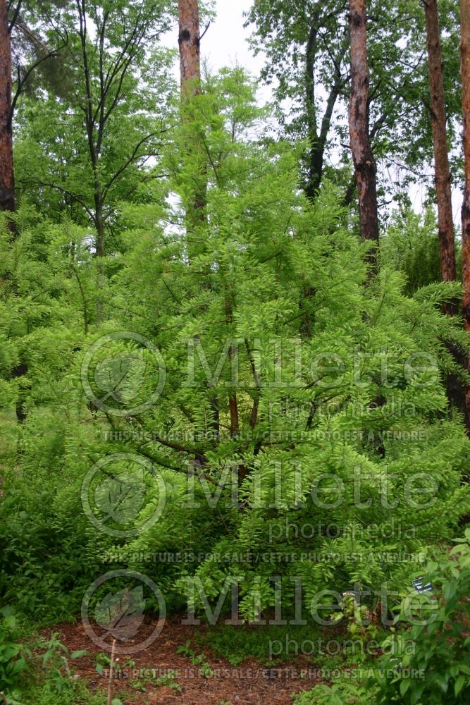 Taxodium Shawnee Brave aka Mickelson (Bald Cypress conifer) 4