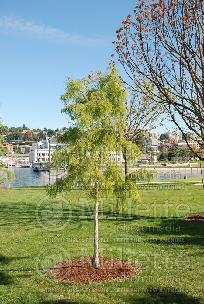 Taxodium Shawnee Brave aka Mickelson (Bald Cypress conifer) 5