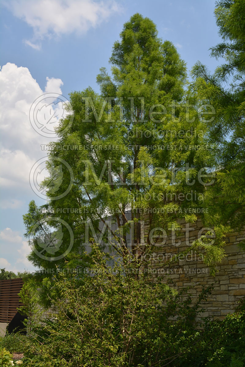 Taxodium Shawnee Brave aka Mickelson (Bald Cypress conifer) 2