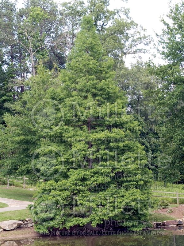 Taxodium distichum (Bald Cypress conifer) 6