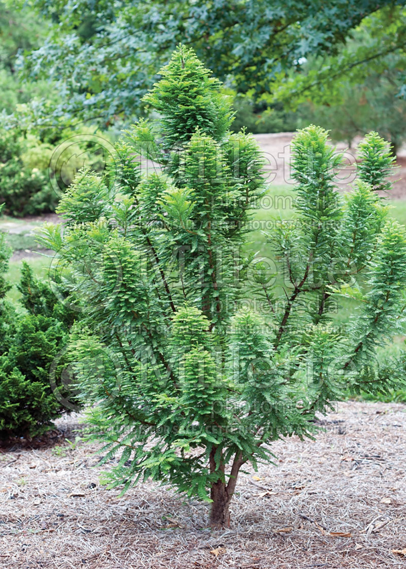 Taxodium Peve Minaret (Bald Cypress conifer) 1