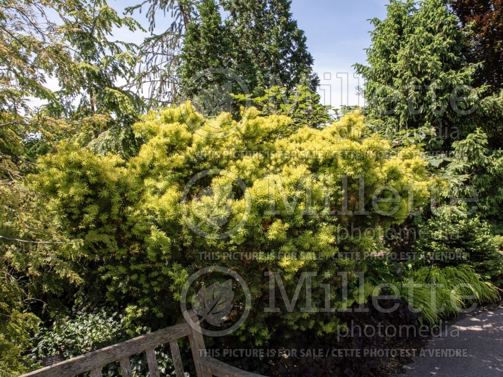 Taxus Kornik (English Yew conifer) 2