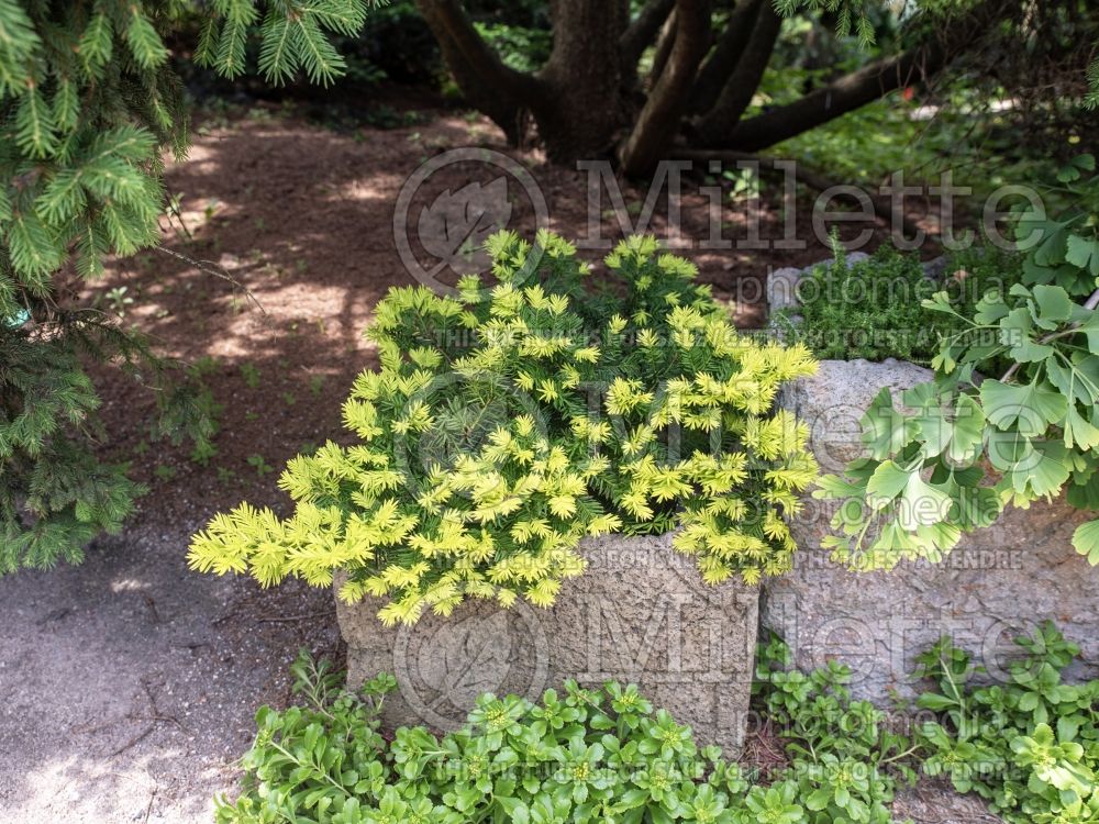 Taxus Nana Aurescens (English Yew conifer) 5