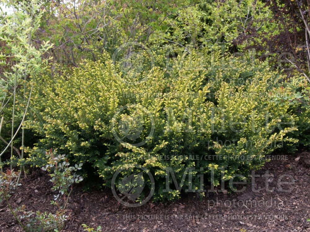 Taxus Bergii (BergiiYew conifer) 1