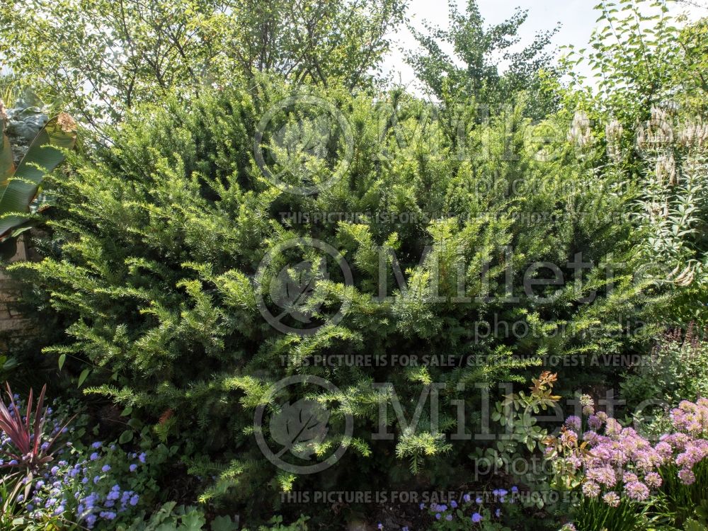 Taxus Bergii (BergiiYew conifer) 2