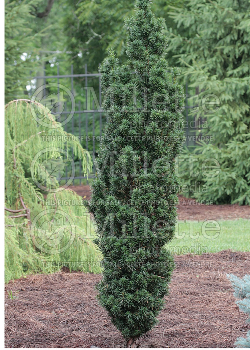 Taxus Beanpole (English Yew conifer) 1