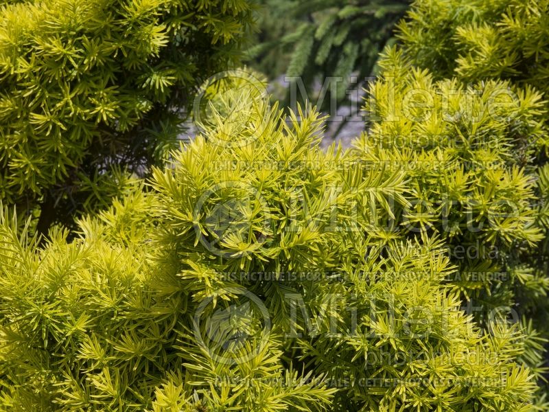 Taxus Dwarf Bright Gold (English Yew conifer) 8