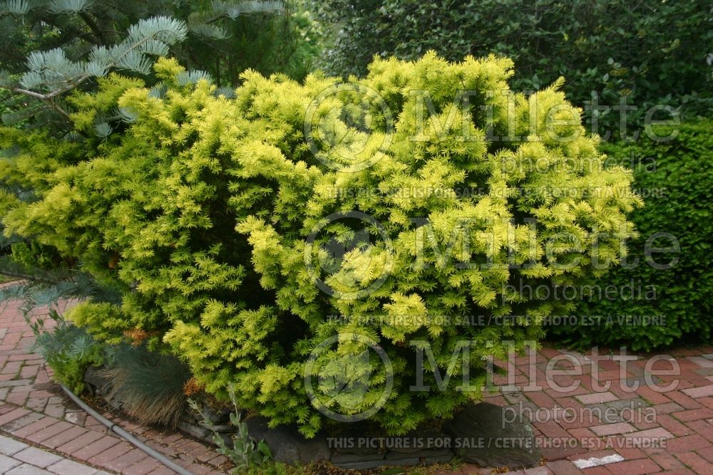 Taxus Dwarf Bright Gold (English Yew conifer) 6