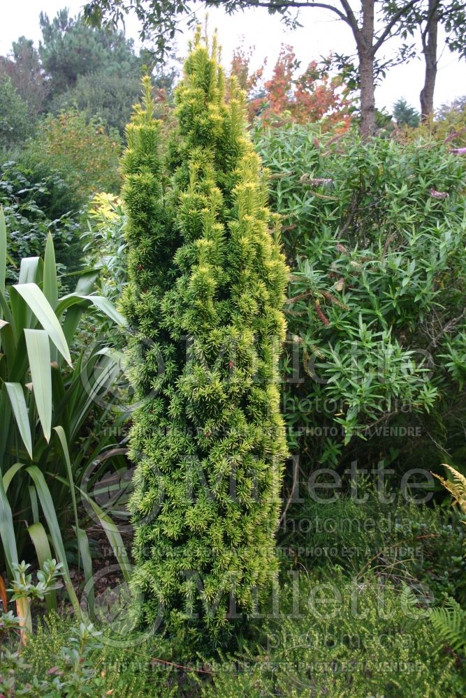 Taxus Fastigiata Aurea (English Yew conifer) 2