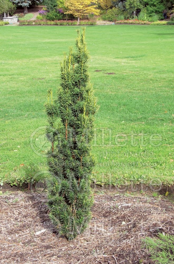 Taxus Fastigiata Aurea (English Yew conifer) 1