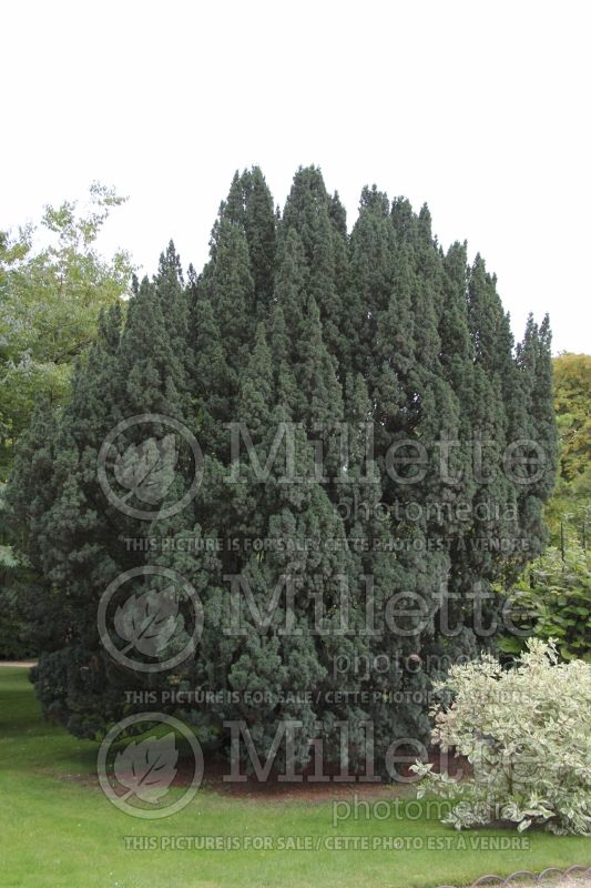 Taxus Fastigiata (English Yew hedge conifer) 1