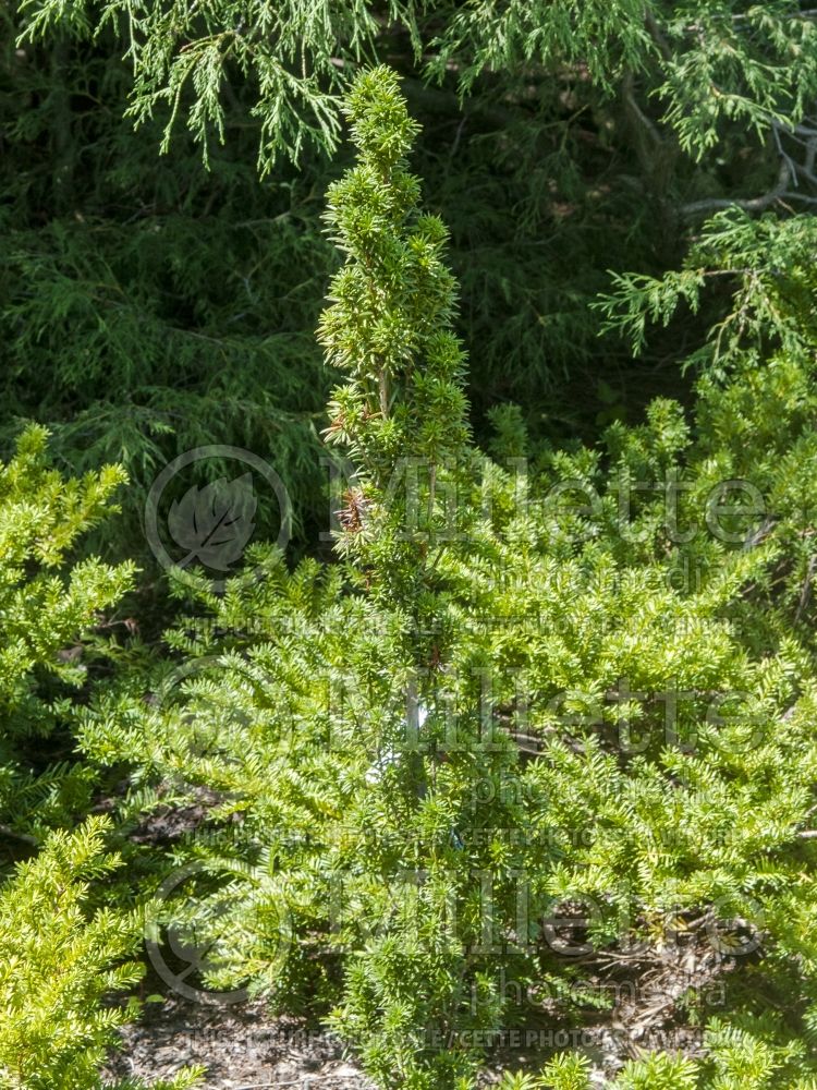 Taxus Melfard (English Yew conifer) 1