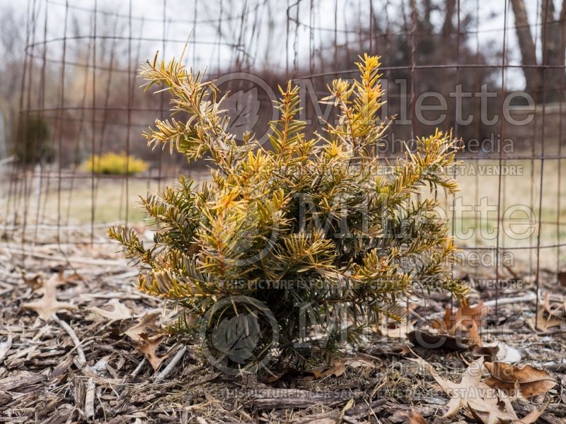 Taxus Repandens Aurea (Winter look) (English Yew conifer) 1