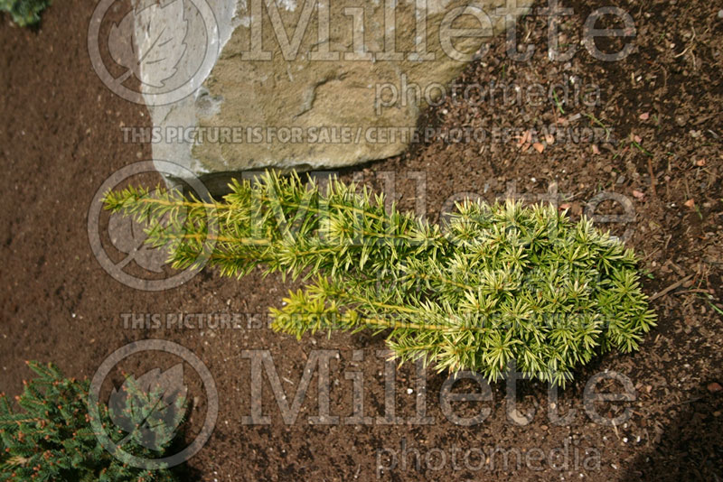 Taxus Silver Spire (English Yew conifer) 1