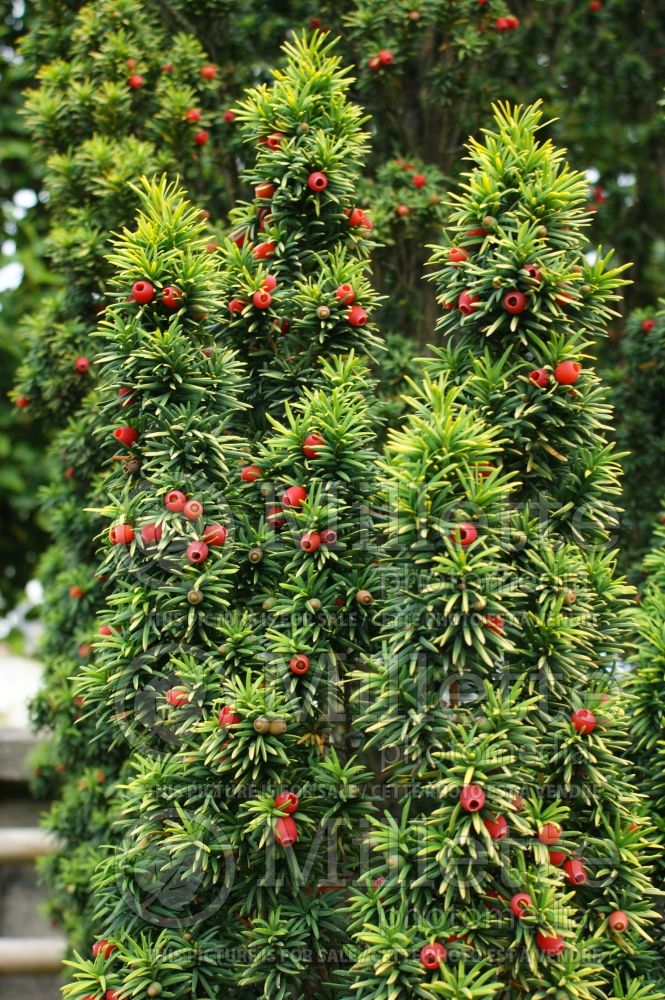 Taxus Standishii (English Yew conifer) 2