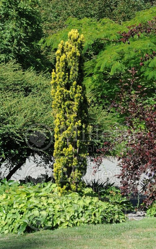 Taxus Standishii (English Yew conifer) 6