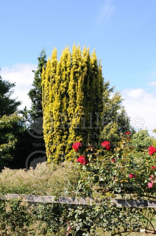 Taxus Standishii (English Yew conifer) 5