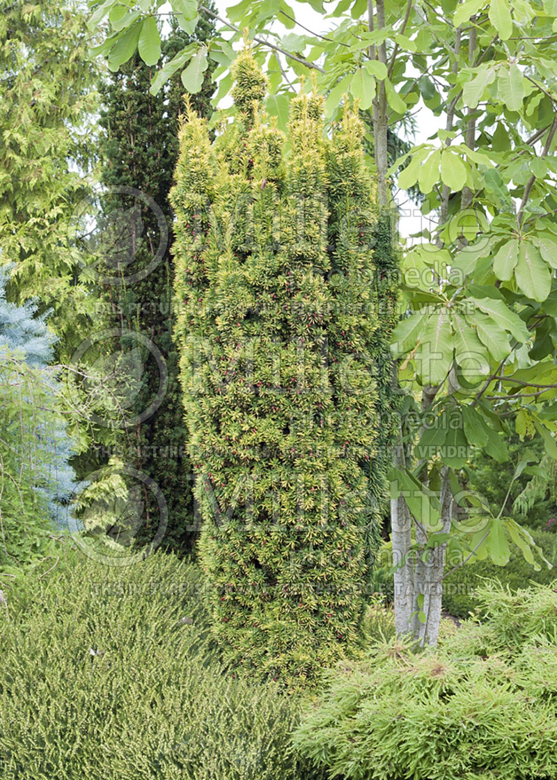 Taxus Standishii (English Yew conifer) 1