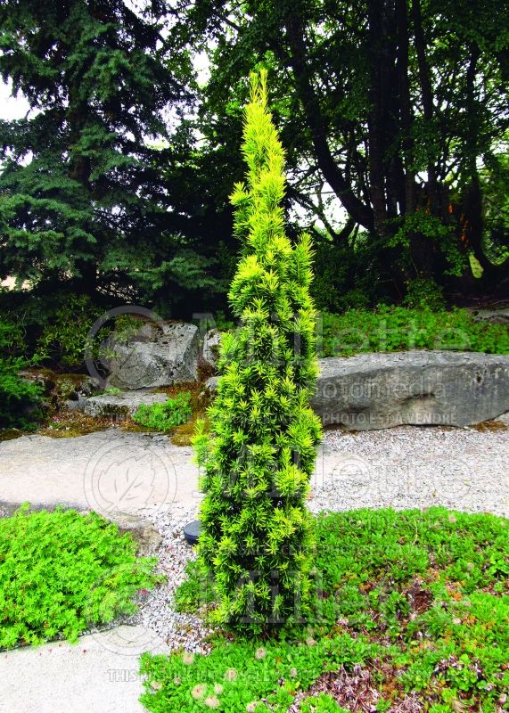 Taxus Standishii (English Yew conifer) 4