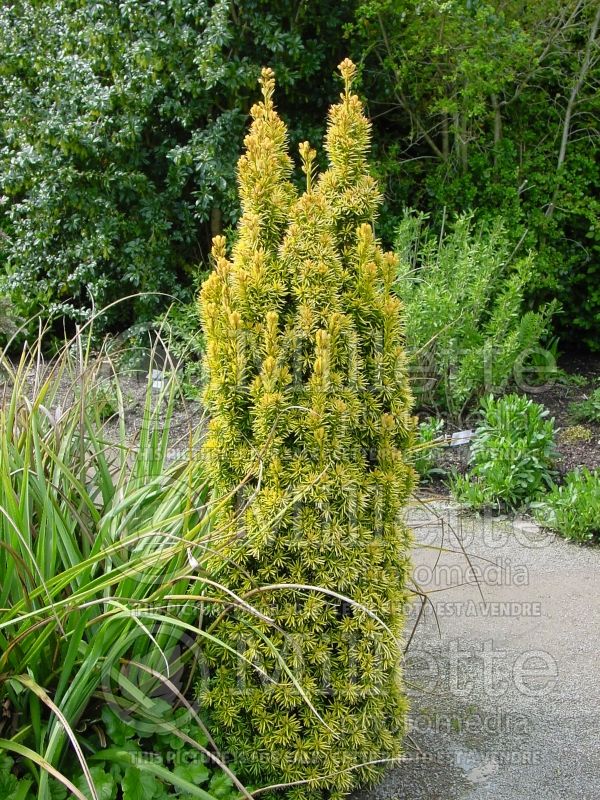 Taxus Standishii (English Yew conifer) 7