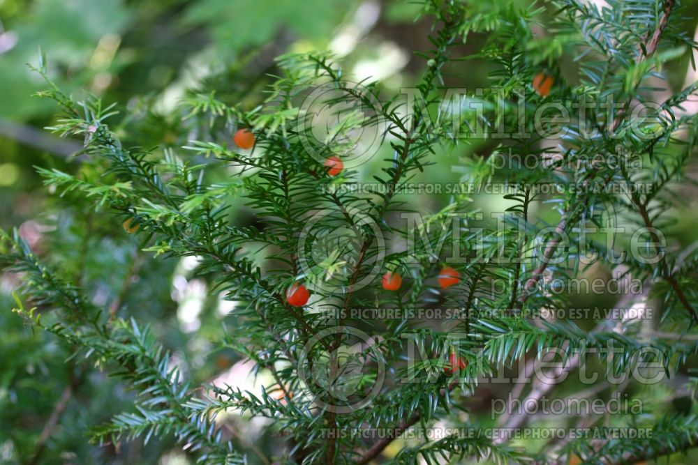 Taxus canadensis (Yew conifer) 1