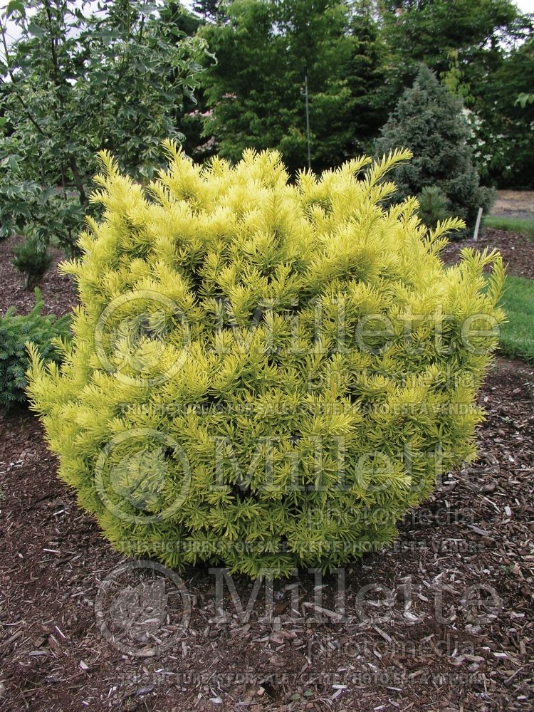 Taxus Dwarf Bright Gold (English Yew conifer) 5