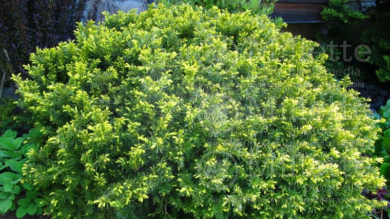 Taxus Dwarf Bright Gold (English Yew conifer) 9