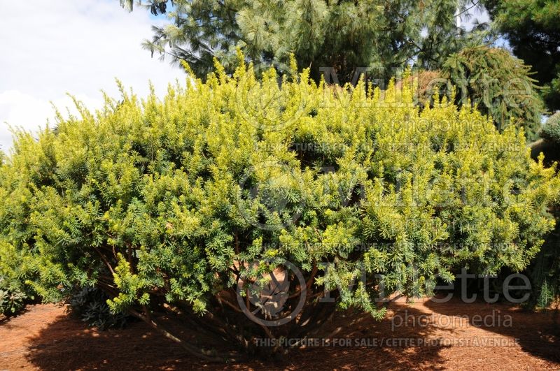 Taxus Dwarf Bright Gold (English Yew conifer) 1