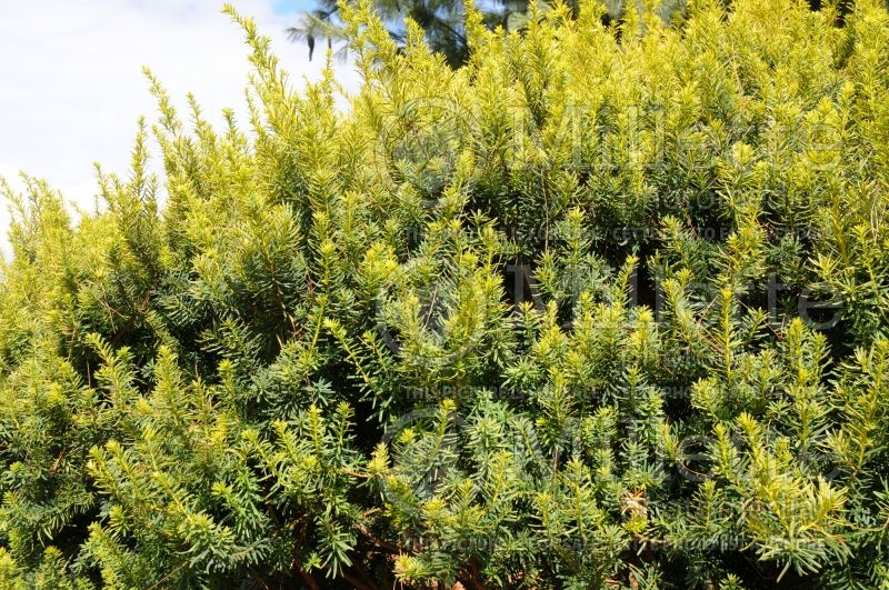 Taxus Dwarf Bright Gold (English Yew conifer) 2