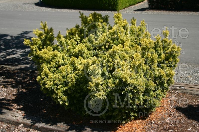 Taxus Dwarf Bright Gold (English Yew conifer) 3