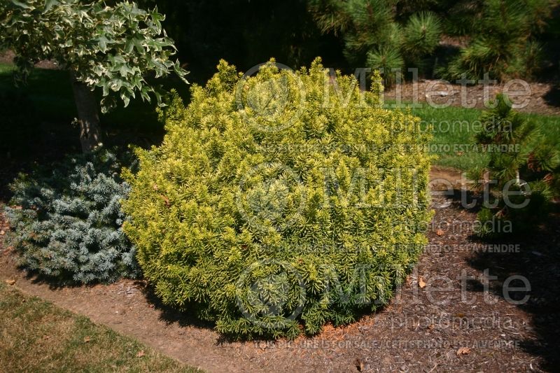 Taxus Dwarf Bright Gold (English Yew conifer) 4