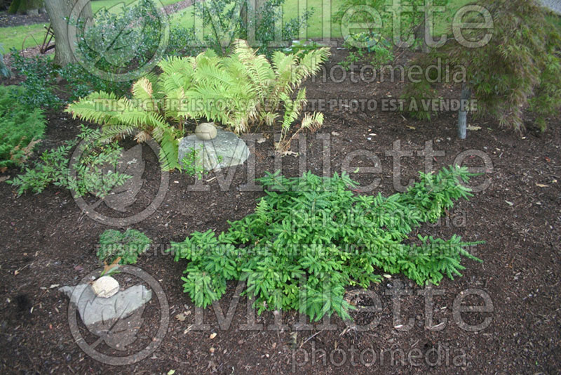 Taxus Emerald Spreader or Monloo (English Yew conifer) 2