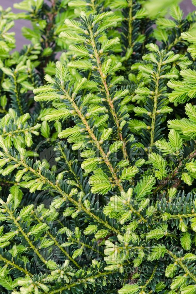 Taxus Emerald Spreader aka Monloo (English Yew conifer) 3